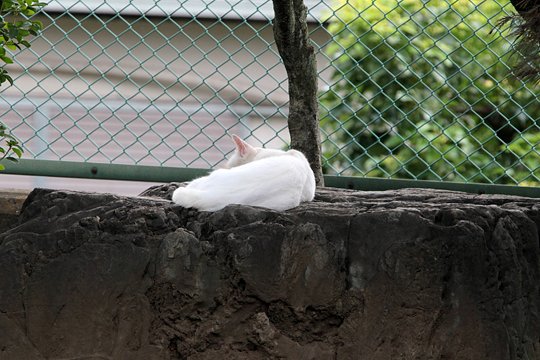 太田区のねこ