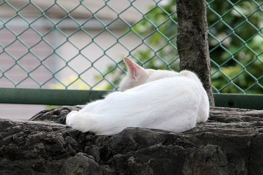 太田区のねこ