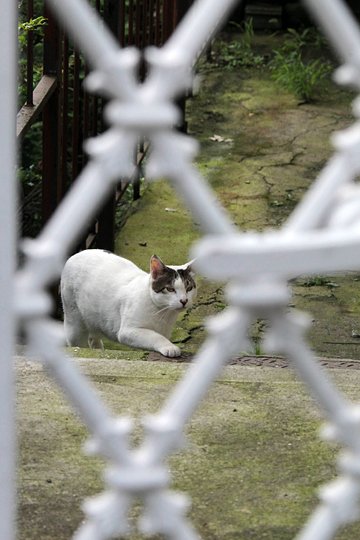 太田区のねこ