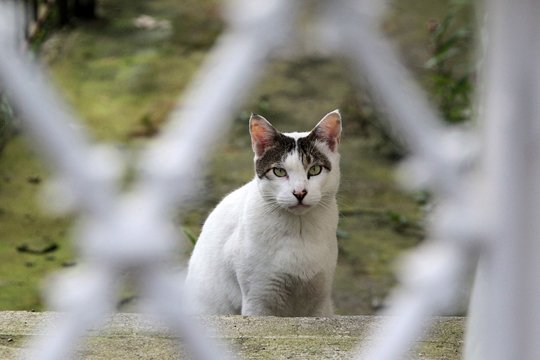 太田区のねこ