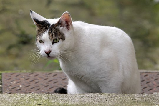 太田区のねこ