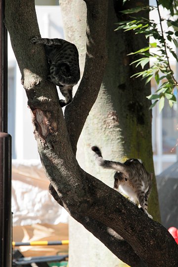 太田区のねこ