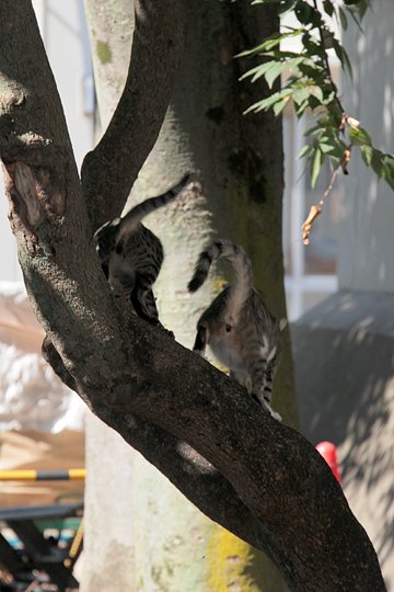 太田区のねこ