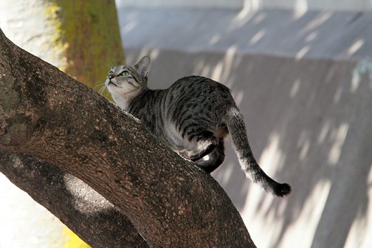 太田区のねこ