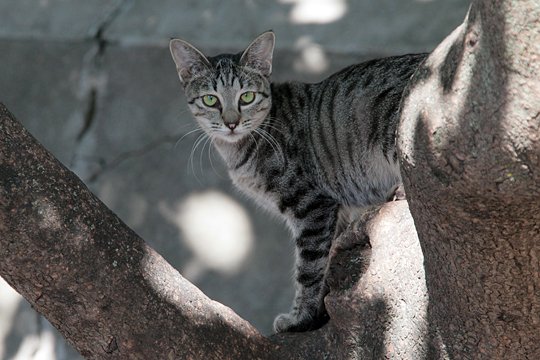太田区のねこ