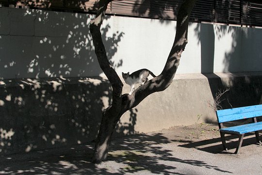 太田区のねこ