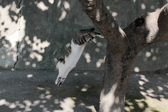 太田区のねこ