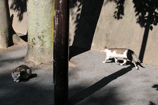 太田区のねこ