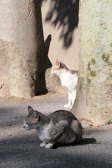 太田区のねこ