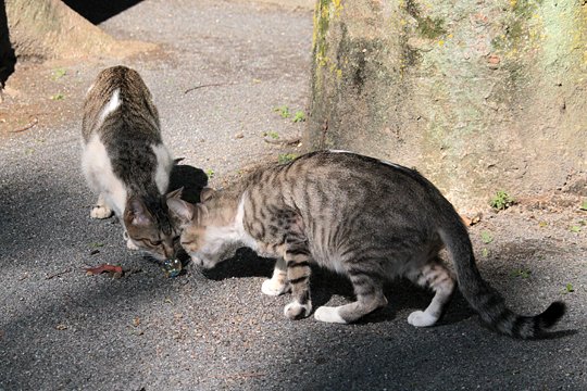 太田区のねこ