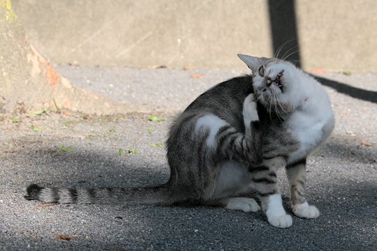 太田区のねこ