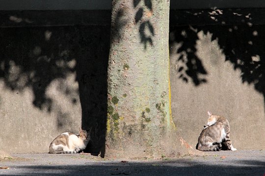 太田区のねこ