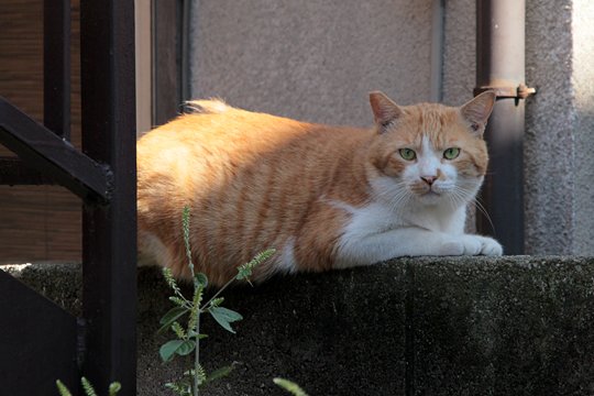 太田区のねこ