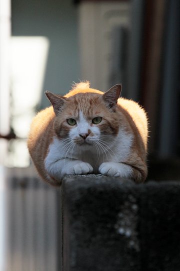 太田区のねこ
