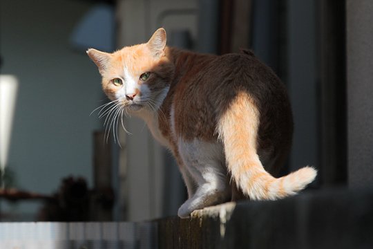 太田区のねこ