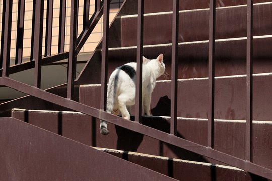 太田区のねこ