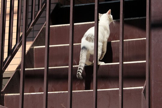 太田区のねこ