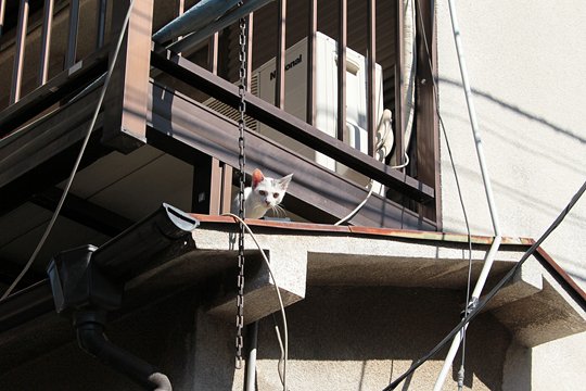 太田区のねこ