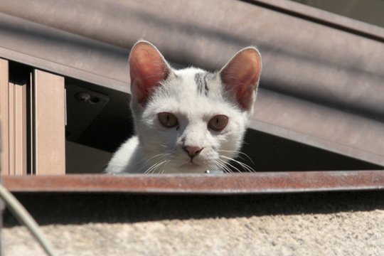 太田区のねこ