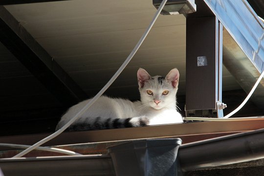 太田区のねこ