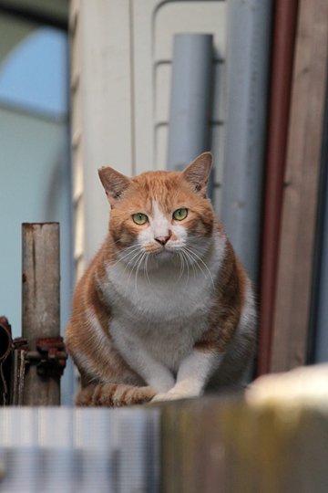 太田区のねこ