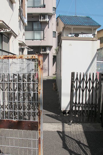 太田区のねこ