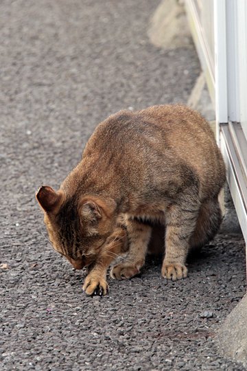 太田区のねこ