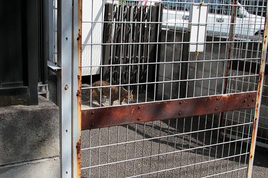 太田区のねこ