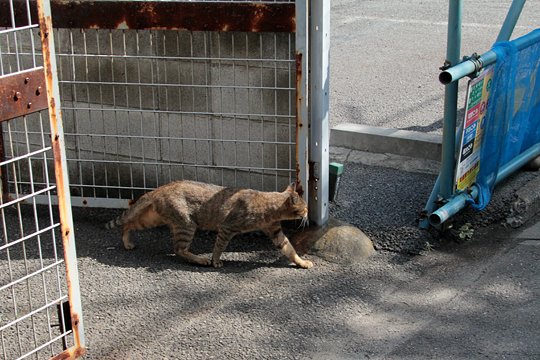 太田区のねこ