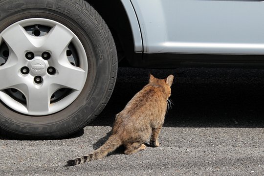 太田区のねこ