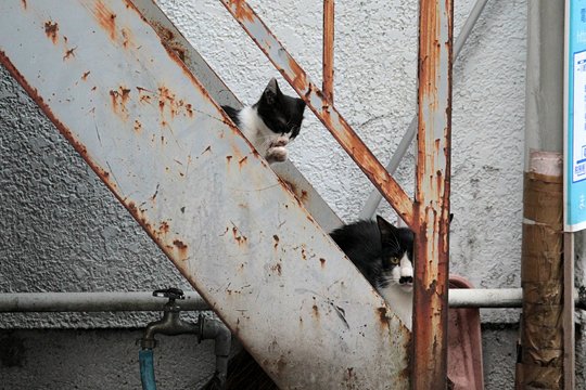 太田区のねこ
