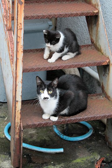 太田区のねこ