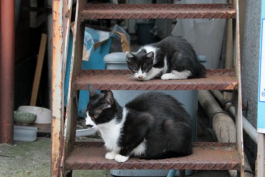 太田区のねこ