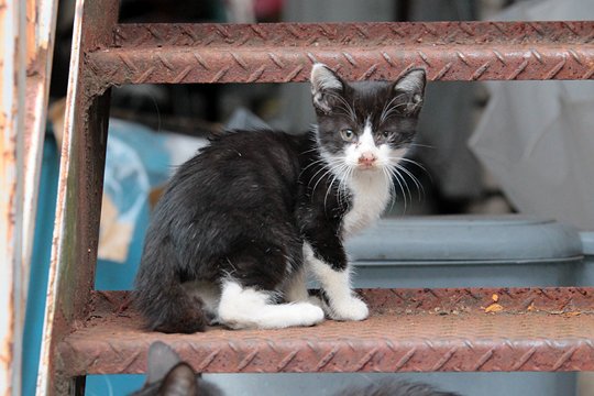 太田区のねこ