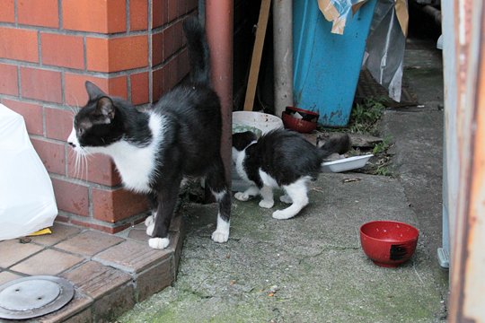 太田区のねこ