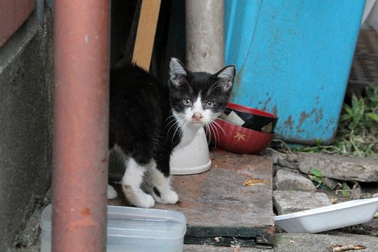 太田区のねこ