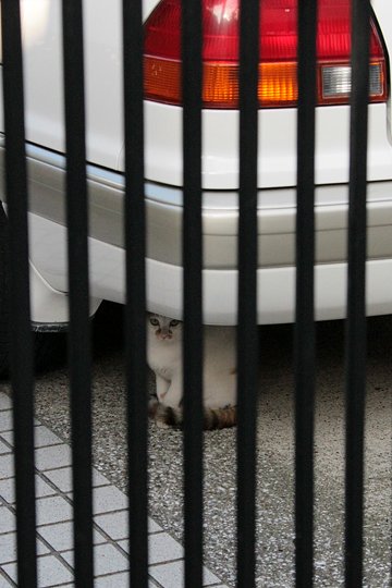 太田区のねこ
