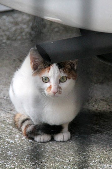 太田区のねこ