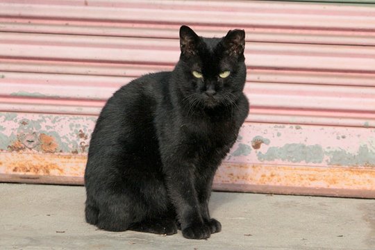 太田区のねこ
