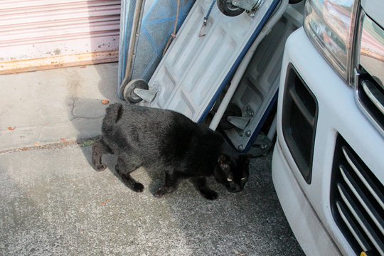 太田区のねこ