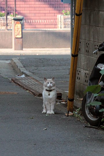 太田区のねこ