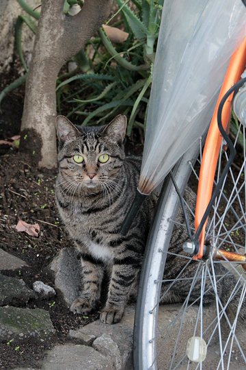 太田区のねこ