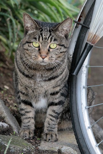 太田区のねこ