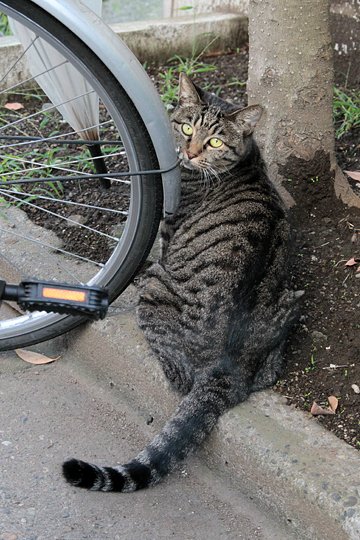 太田区のねこ