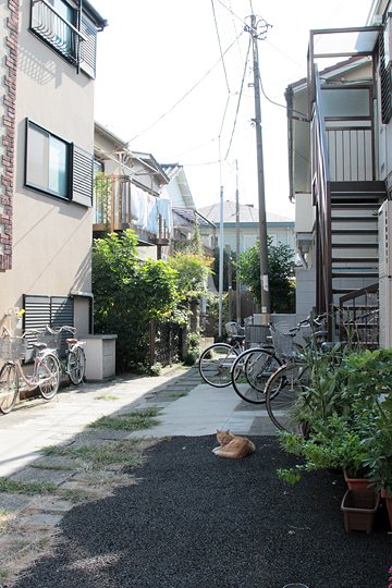 太田区のねこ