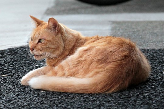 太田区のねこ
