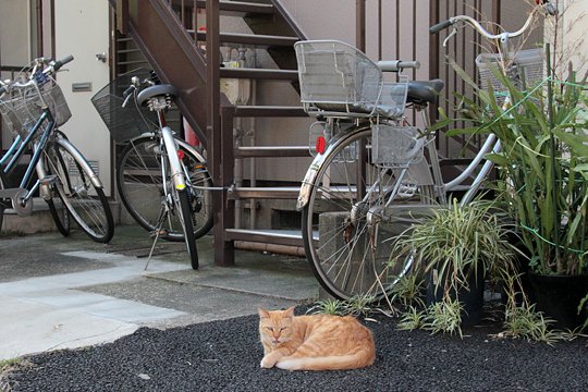 太田区のねこ