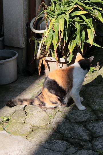 太田区のねこ
