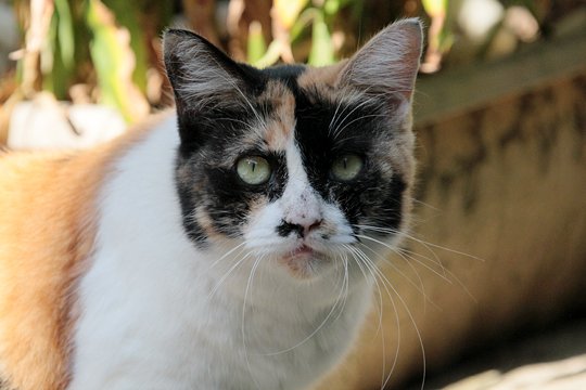 太田区のねこ