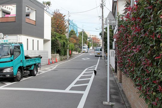 太田区のねこ